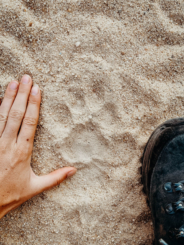 Leopard track